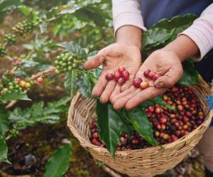 Sector cafetalero de Guatemala aprovecha el diferencial de precios internacionales