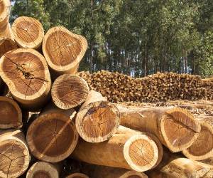<i>La Mesa Permanente para la Gestión de Riesgos en El Salvador expuso que un 15 % (13.000 hectáreas) se perdieron entre 2019 y 2025. Foto de alffoto / Getty Images/iStockphoto</i>