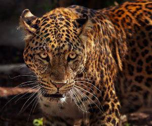 Este es el primer esfuerzo de este tipo realizado en la costa caribeña de Costa Rica y representa un avance significativo en el conocimiento de la especie.