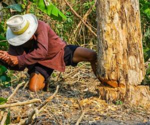 Las compañías que importen en la UE materias primas deberán demostrar mediante un sistema de geolocalización que no han generado deforestación o degradación de masas forestales allí donde se han obtenido los recursos.