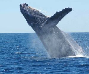 Costa Rica: Quepos está listo para recibir a turistas en la temporada de avistamiento de ballenas