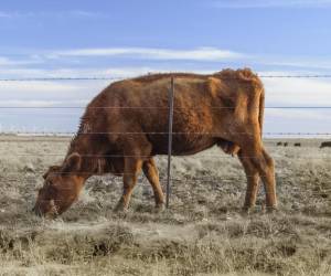 Más de 1.000 vacas han muerto por sequía en Honduras a la fecha