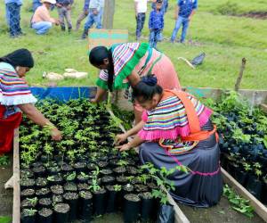 En 2026, México inició una segunda fase de Sembrando Vida en El Salvador, centrada en fortalecer la seguridad alimentaria y la productividad agrícola. Foto de cortesía