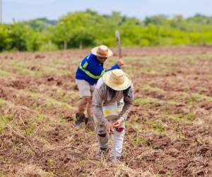 <i>Como parte de esos esfuerzos, la SAG mantiene una inversión cercana a US$57.7 millones destinada a programas de incentivos productivos para pequeños agricultores y ganaderos. Foto de cortesía</i>