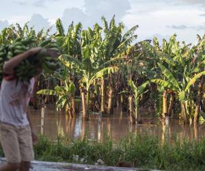 Inundaciones en Honduras provocan pérdida de un millón de cajas de banano