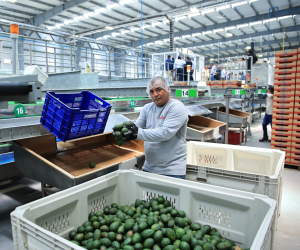 La planta empacadora Avopack cuenta con una capacidad de procesamiento de 32 toneladas por hora, para un total de 256 toneladas por turno de ocho horas. Foto cortesía MAGA