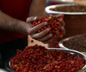 An employee holds fresh coffee grains on display during an event organised on the International Coffee Day in Yemen's capital Sanaa, on October 1, 2020. (Photo by Mohammed HUWAIS / AFP)