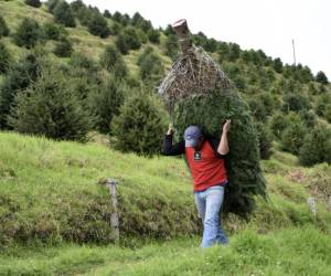 Guatemala protege su pinabete, árbol nativo amenazado por la Navidad