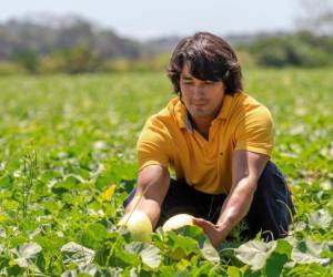 Walmart cree en lo que producen los centroamericanos