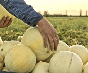 Unión Europea emite alerta fitosanitaria en melones costarricences