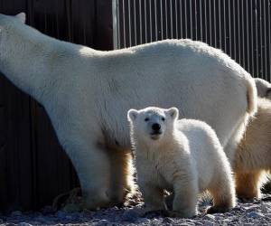 Nace en Brasil el primer oso polar de América Latina