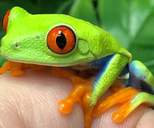 <i>Nicaragua exportó 11.000 ejemplares de especies exóticas en enero pasado. Foto de cortesía</i>