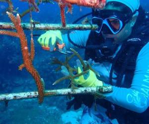 Coralmania: Más de 6.200 m2 de coral serán restaurados en el trasplante masivo