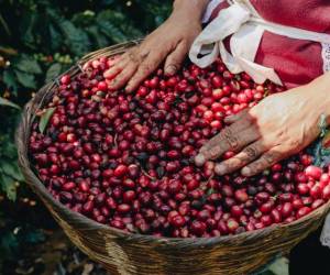 <i>La normativa lleva el nombre de la Ley especial para la comercialización, registro y protección de la propiedad del café. FOTO ASAMBLEA LEGISLATIVA DE EL SALVADOR</i>