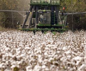 <i>En la imagen de archivo, un recolector atraviesa un campo mientras cosecha algodón en las granjas de Warbington en Vienna (Georgia, EE.UU.). EFE/ERIK S. LESSER</i>