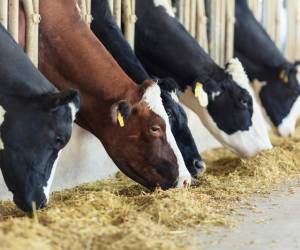 La amenaza por la presencia el gusano barrenador del ganado resurgió en el 2023 tras más de 20 años de haber sido erradicada. Foto de iStock