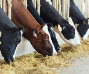 Precio de la carne roja alcanza récord en EEUU por escasez de ganado