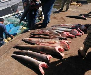 Incautan más de 200 unidades de tiburones y tortugas de pesca ilegal en Panamá