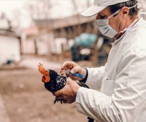 Estados Unidos vuelve a detectar casos de gripe aviar en una granja comercial