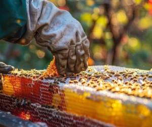 En Guatemala, la oferta nacional de miel de abeja estima una producción de 2381.84 toneladas. Foto cortesía
