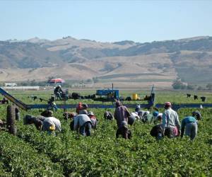 El mayor impacto en el empleo lo tuvo el sector agrícola, donde los trabajos se desplomaron un 6,5 % entre marzo y julio de 2025, revirtiendo dos años de crecimiento. Foto de EFE