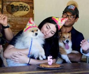 Restaurante para perros de Costa Rica es ‘amigable con humanos’