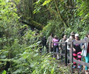 Panamá recupera en una década el 3% de su cobertura boscosa
