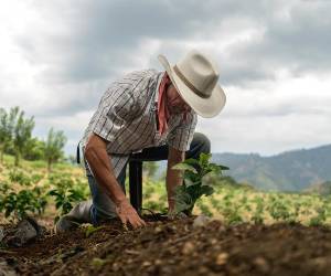 <i>Guatemala prepara medidas para reforzar el almacenamiento y la conservación de alimentos de cara a 2027. andresr / Getty Images</i>