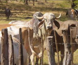 <i>La presencia del gusano barrenador en animales fue detectada en Honduras en septiembre de 2024, lo que llevó a las autoridades a declarar una emergencia sanitaria. FOTO @AgriculturaSV</i>