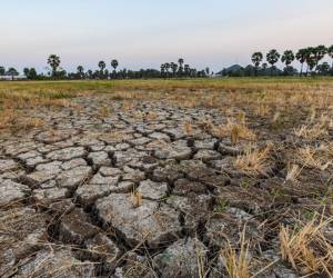 FAO elabora plan para atenuar el impacto de El Niño en la agricultura de Centroamérica