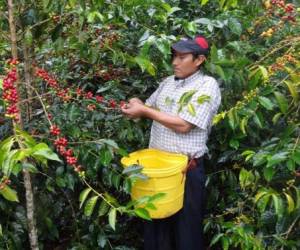 Las exportaciones de café oro se ubican en el segundo lugar de la canasta exportadora nicaragüense, con más de US$390 millones. Foto tomada de andina.com.pe