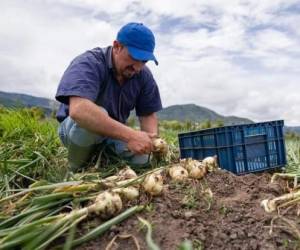 Según la Encuesta Continua de Empleo del INEC, en el último trimestre del año pasado se perdieron hasta 23.000 puestos de trabajo en el sector agropecuario de Costa Rica. Foto de iStock