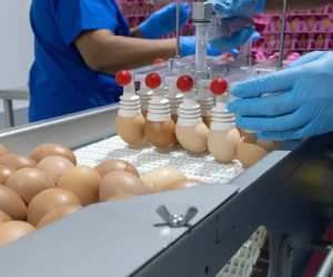 <i>La compañía cuenta con más de 500.000 aves en producción, lo que le permite sostener una actividad a gran escala, respaldada por 350 empleos directos. Foto de cortesía</i>