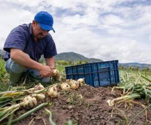 <i>Según el BID, la agricultura representa el 6 % del Producto Interior Bruto regional, el 15 % del empleo total y el 24 % de las exportaciones, aunque insiste en las grandes diferencias entre países y zonas dentro de la región. Foto de iStock</i>