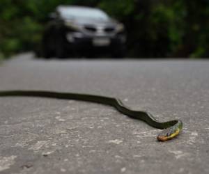 La inteligencia artificial ayuda a salvar animales en las carreteras