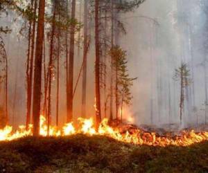 Honduras: Incendios han afectado más de 78.600 hectáreas de bosques en el 2022