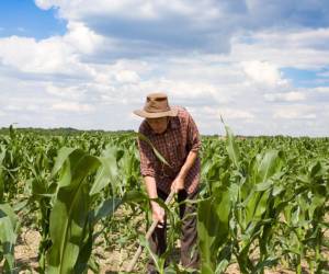 Costa Rica: familias se ven amenazadas por problemas del sector agropecuario