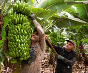Dole despide a más de 400 empleados en Costa Rica y 'no descarta más'