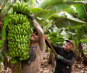<i>Las autoridades panameñas han informado que se espera que en febrero próximo comiencen las exportaciones de banano. Foto de iStock</i>