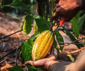 Escasez impulsa el precio del cacao por primera vez sobre los US$10.000 por tonelada