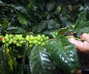 El PMA no ha indicado un monto a las ayudas por la roya, en Guatemala.