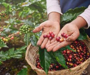 El café contribuye con más del 5 % del Producto Interno Bruto de Honduras y cerca del 30 % del PIB agrícola, según cifras oficiales. Foto de iStock