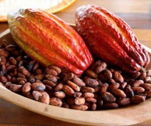 Farmers check the quality of cocoa grains inside a drying greenhouse at the Assentamento Dois Riachoes (Two Brooks Settlement) in Ibirapitanga, Bahia state, Brazil, on December 16, 2019. - Established 80 kilometers from the coast of Bahia, in northeast Brazil, these once landless peasants produce cocoa, vegetables and fruit without using any chemical fertilizers or pesticides. (Photo by MORGANN JEZEQUEL / AFP)