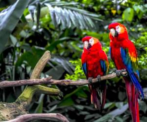 Continúan esfuerzos para conservación de la Guacamaya Roja en Guatemala