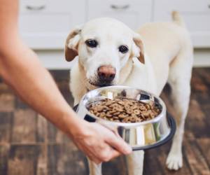 El 70 % de la consulta veterinaria está relacionada con trastornos digestivos. Foto de iStock