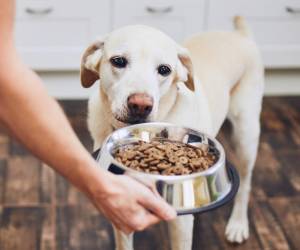 En cuanto a la composición de las exportaciones, el 40 % se destina a presentaciones listas para el consumidor final de perros y gatos. Foto de iStock