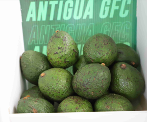 Datos de la Unidad de Inteligencia de Mercados de AGEXPORT informan que Guatemala exportó US$16 millones en aguacate en 2024, duplicando el volumen respecto a 2018. Foto de cortesía