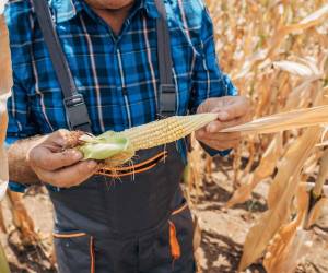<i>El fenómeno de El Niño amenaza con poner en riesgo la seguridad alimentaria de millones de personas en Centroamérica. Foto de iStock</i>