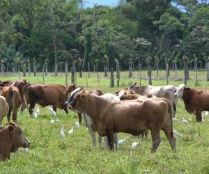 <i>La producción de carne bovina de Nicaragua alcanzaría 433.9 millones de libras, con un crecimiento de 4,2 %. Foto de iStock</i>