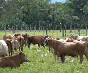 <i>La producción de carne bovina de Nicaragua alcanzaría 433.9 millones de libras, con un crecimiento de 4,2 %. Foto de iStock</i>